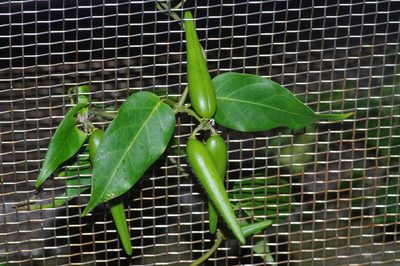 Marsdenia tinctoria, photographed by Takaaki Hattori