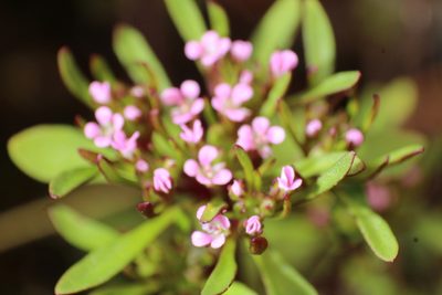 Levenhookia pusilla, photographed by Em Lamond