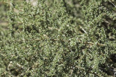 Baccharis pteronioides, photographed by Craig Martin