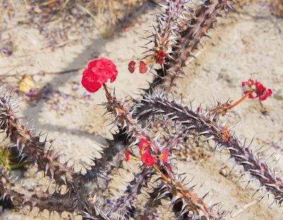 Euphorbia milii, photographed by Seig