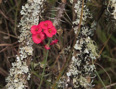 Euphorbia milii, photographed by Seig