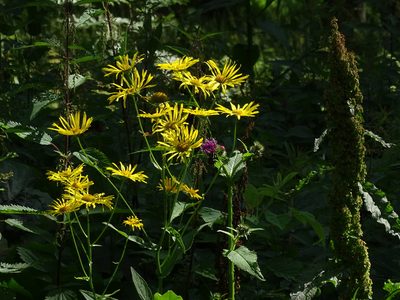Doronicum austriacum, photographed by Christian Berg