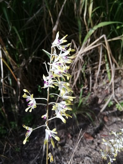 Dendrobium canaliculatum, photographed by Malaika Mathew Chawla