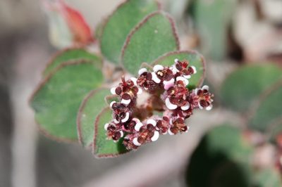 Euphorbia tomentulosa, photographed by Cheng-Tao Lin