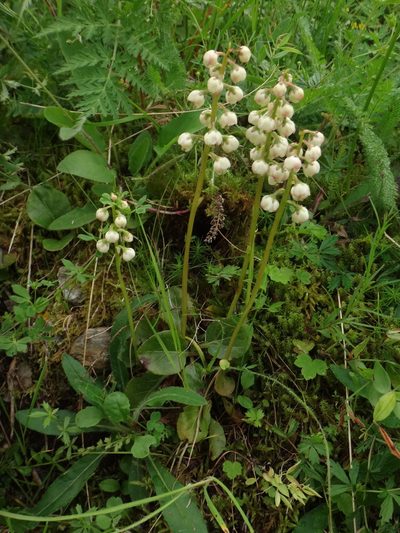 Pyrola media, photographed by Christian Berg