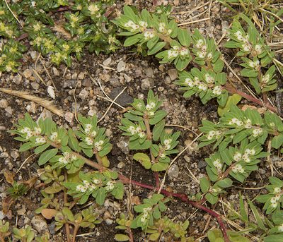 Euphorbia indivisa, photographed by Seig