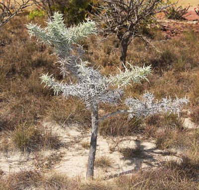 Euphorbia stenoclada, photographed by Seig