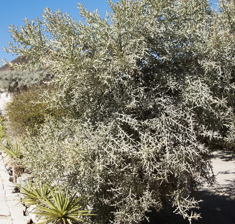 Euphorbia stenoclada, photographed by Seig