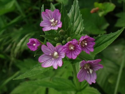 Epilobium alpestre, photographed by Christian Berg