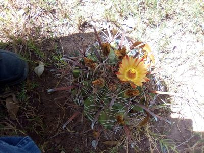 Ferocactus herrerae, photographed by Lic. Kevin Miguel Garibaldi Fierro