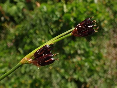 Juncus castaneus, photographed by Christian Berg