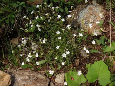 Heliosperma pusillum, photographed by Christian Berg