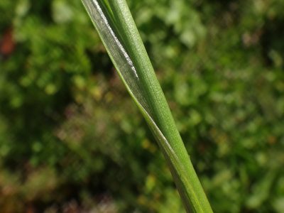 Juncus castaneus, photographed by Christian Berg