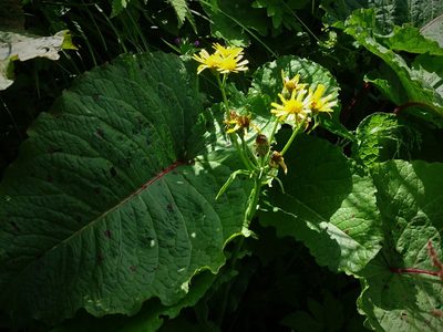 Tephroseris crispa, photographed by Christian Berg