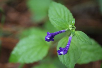Scutellaria dumetorum, photographed by José Belem Hernández Díaz