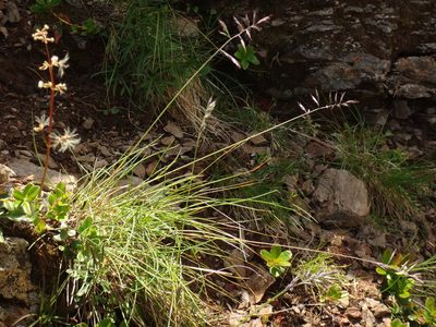 Festuca pseudodura, photographed by Christian Berg