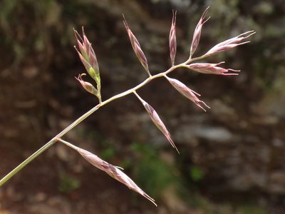 Festuca pseudodura, photographed by Christian Berg