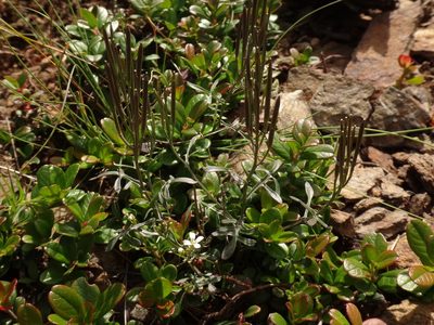 Cardamine resedifolia, photographed by Christian Berg