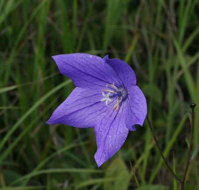 Platycodon grandiflorus, photographed by Oleg Kosterin