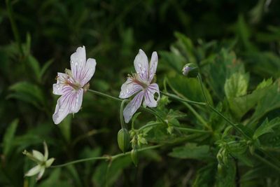 Geranium krameri, photographed by Oleg Kosterin