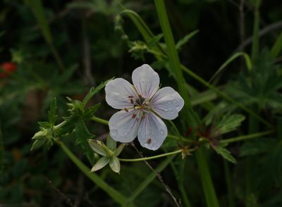 Geranium krameri, photographed by Oleg Kosterin