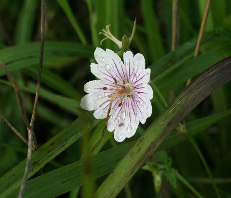 Geranium krameri, photographed by Oleg Kosterin