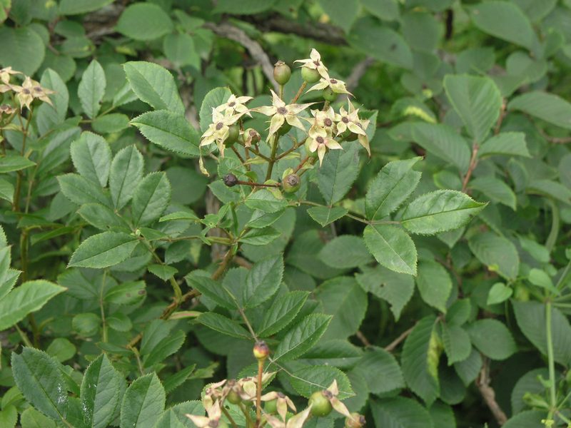 Rosa maximowicziana, photographed by Oleg Kosterin