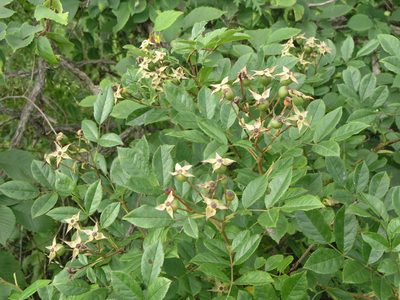 Rosa maximowicziana, photographed by Oleg Kosterin