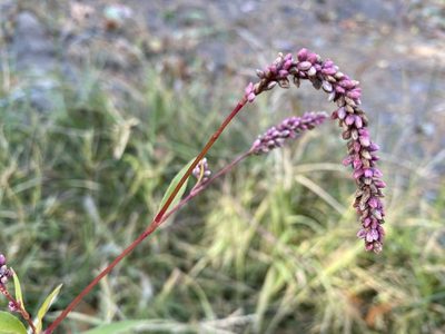 Persicaria extremiorientalis, photographed by Eli Talhouk