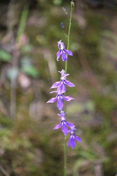 Lobelia anatina, photographed by José Belem Hernández Díaz