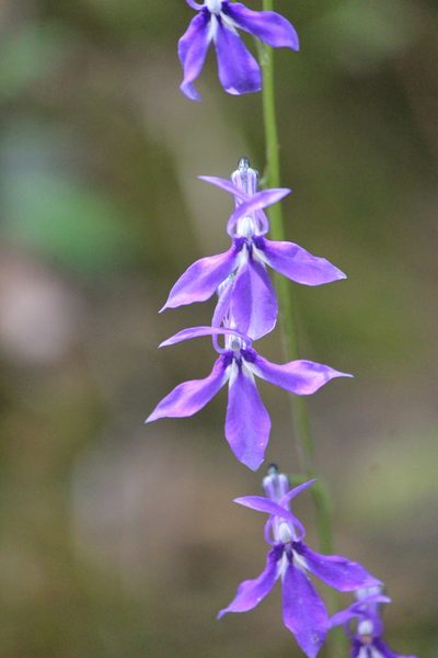 Lobelia anatina, photographed by José Belem Hernández Díaz