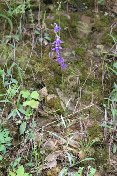 Lobelia anatina, photographed by José Belem Hernández Díaz