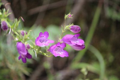 Penstemon campanulatus, photographed by José Belem Hernández Díaz