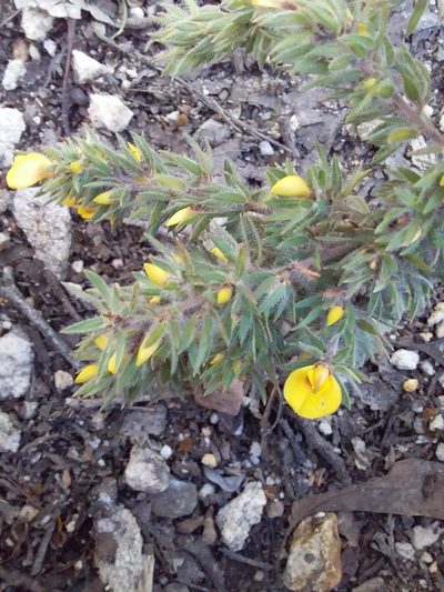 Pultenaea involucrata, photographed by insiderelic