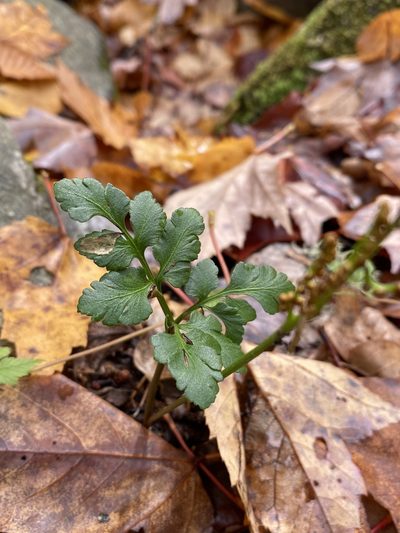 Sceptridium oneidense, photographed by Matt Berger