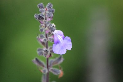 Salvia circinnata, photographed by José Belem Hernández Díaz