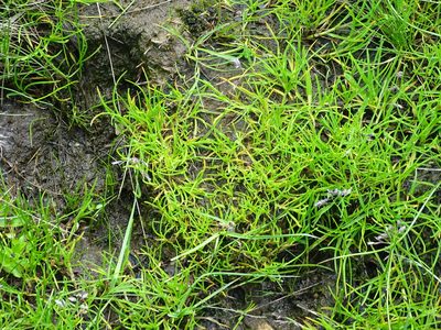 Poa supina, photographed by Christian Berg