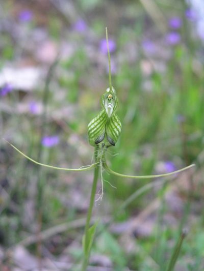 Pterostylis longicornis, photographed by desertnaturalist