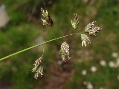 Poa supina, photographed by Christian Berg
