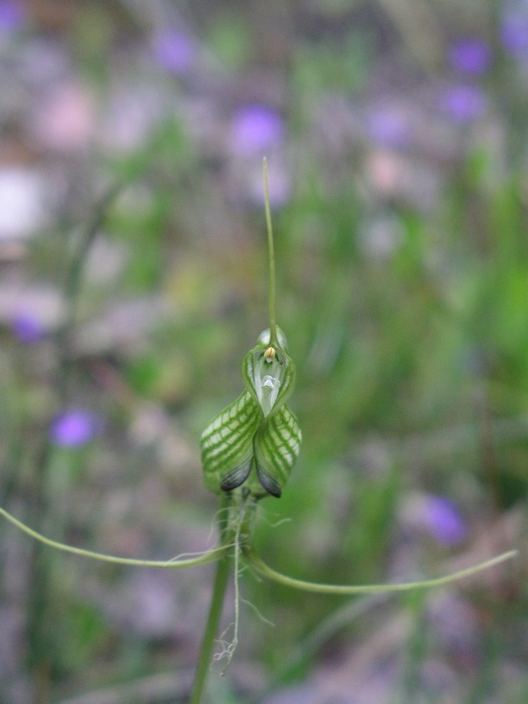 Pterostylis longicornis, photographed by desertnaturalist