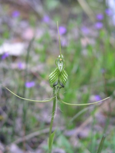 Pterostylis longicornis, photographed by desertnaturalist