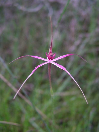 Caladenia harringtoniae, photographed by desertnaturalist