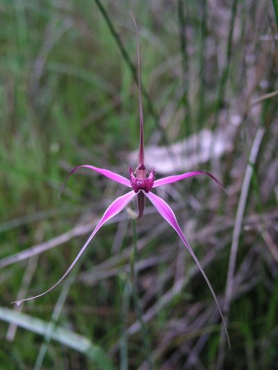 Caladenia harringtoniae, photographed by desertnaturalist