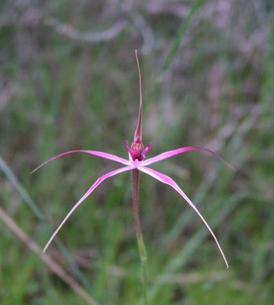 Caladenia harringtoniae, photographed by desertnaturalist