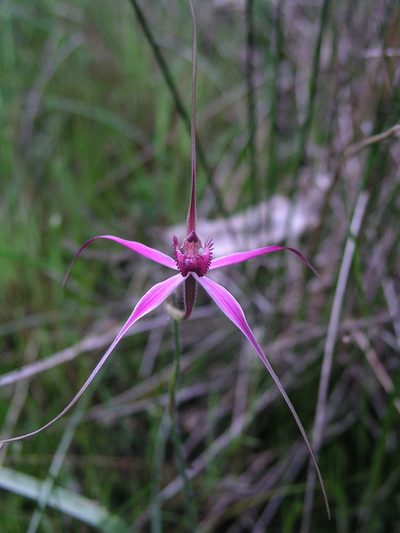 Caladenia harringtoniae, photographed by desertnaturalist