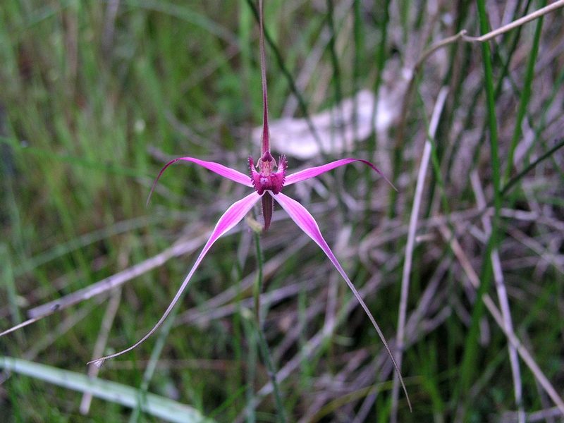Caladenia harringtoniae, photographed by desertnaturalist