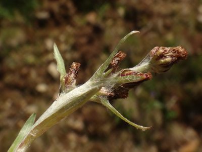 Gnaphalium supinum, photographed by Christian Berg