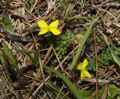 Hypericum suffruticosum, photographed by Seig