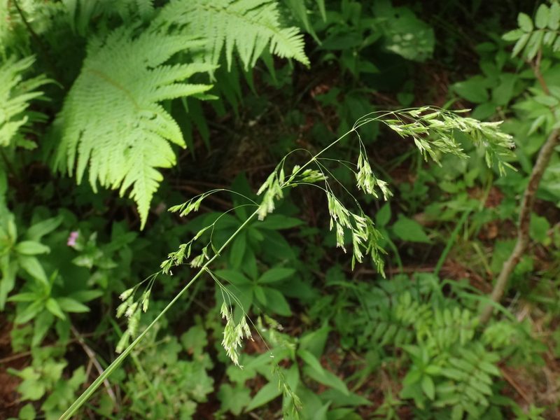 Poa chaixii, photographed by Christian Berg