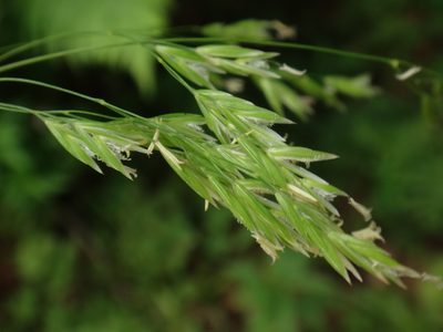 Poa chaixii, photographed by Christian Berg